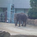 Zoo de Ueno