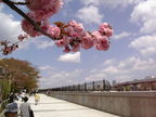 Japon printemps 2012